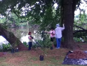 Shade Tree members and residents pitch in to plant some trees in our June planting,